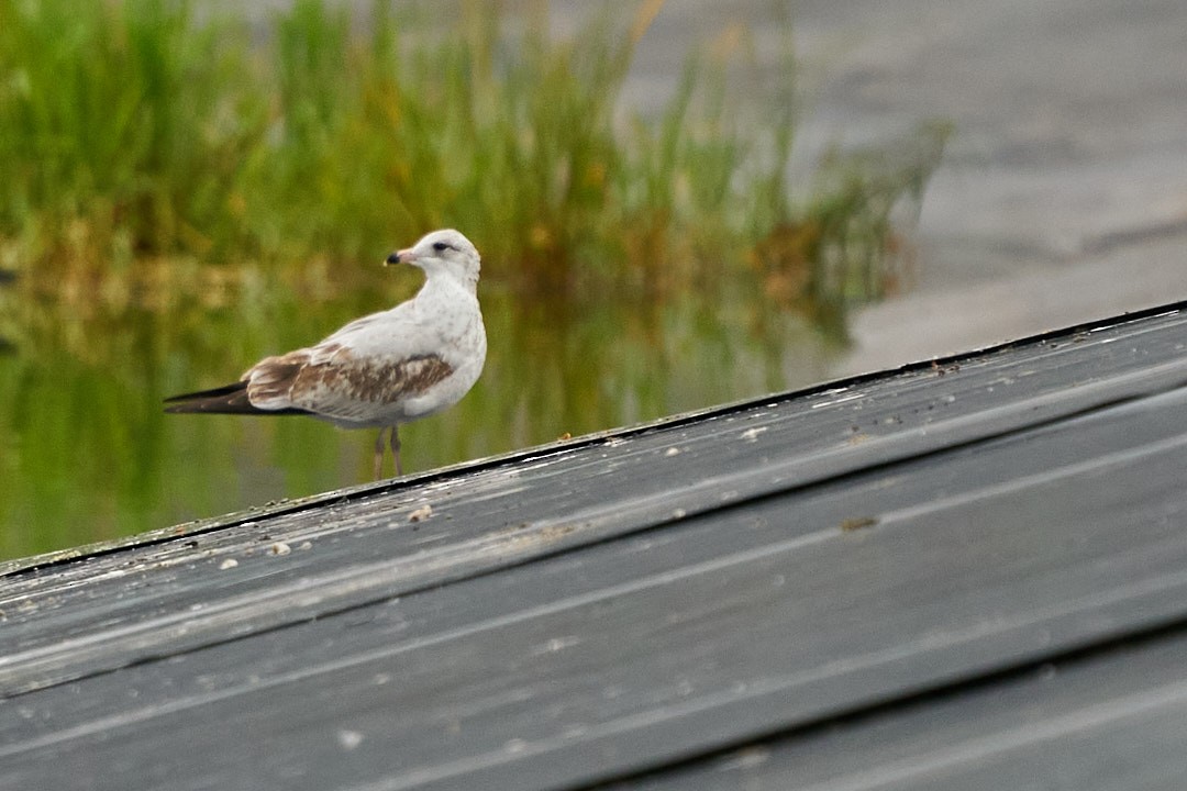 American Herring Gull - ML646993585