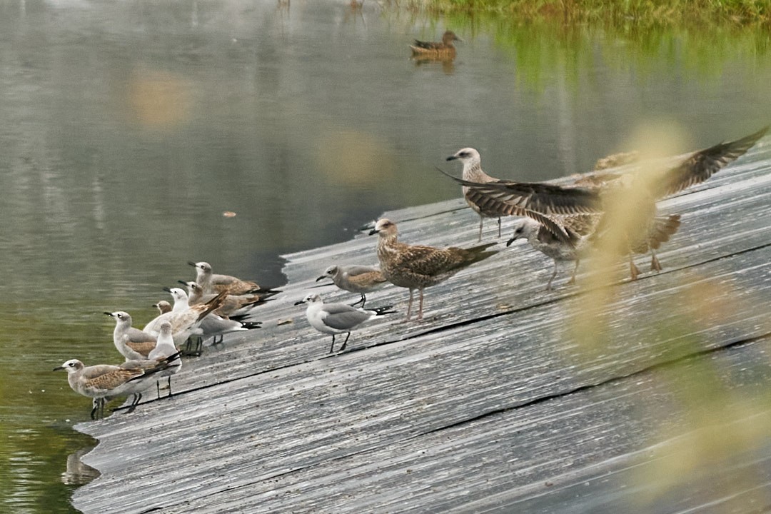 American Herring Gull - ML646993586