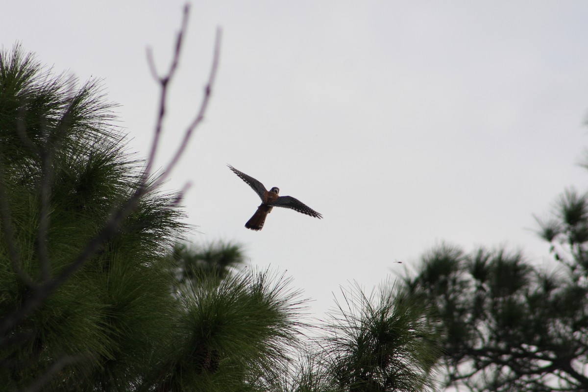 American Kestrel - ML646993587