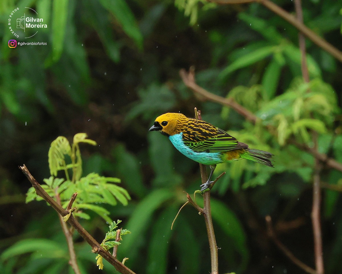 Синегрудая танагра - ML646993588