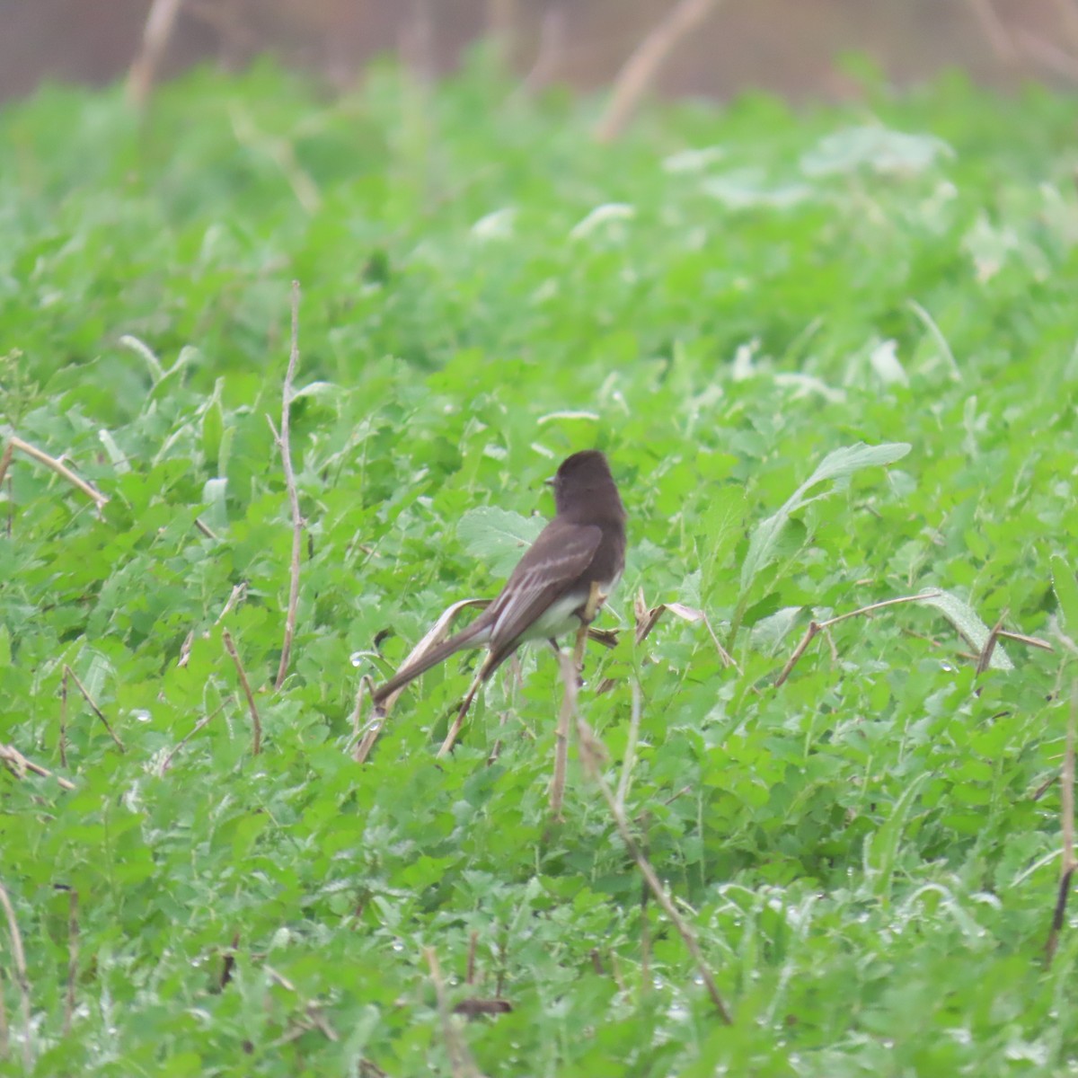 Black Phoebe - ML646993590