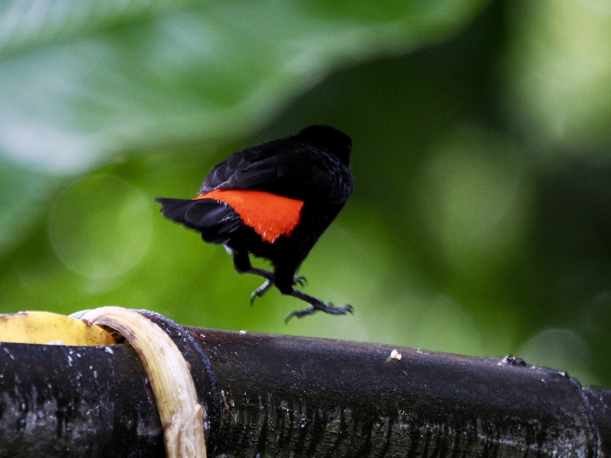 Scarlet-rumped Tanager - ML646993593