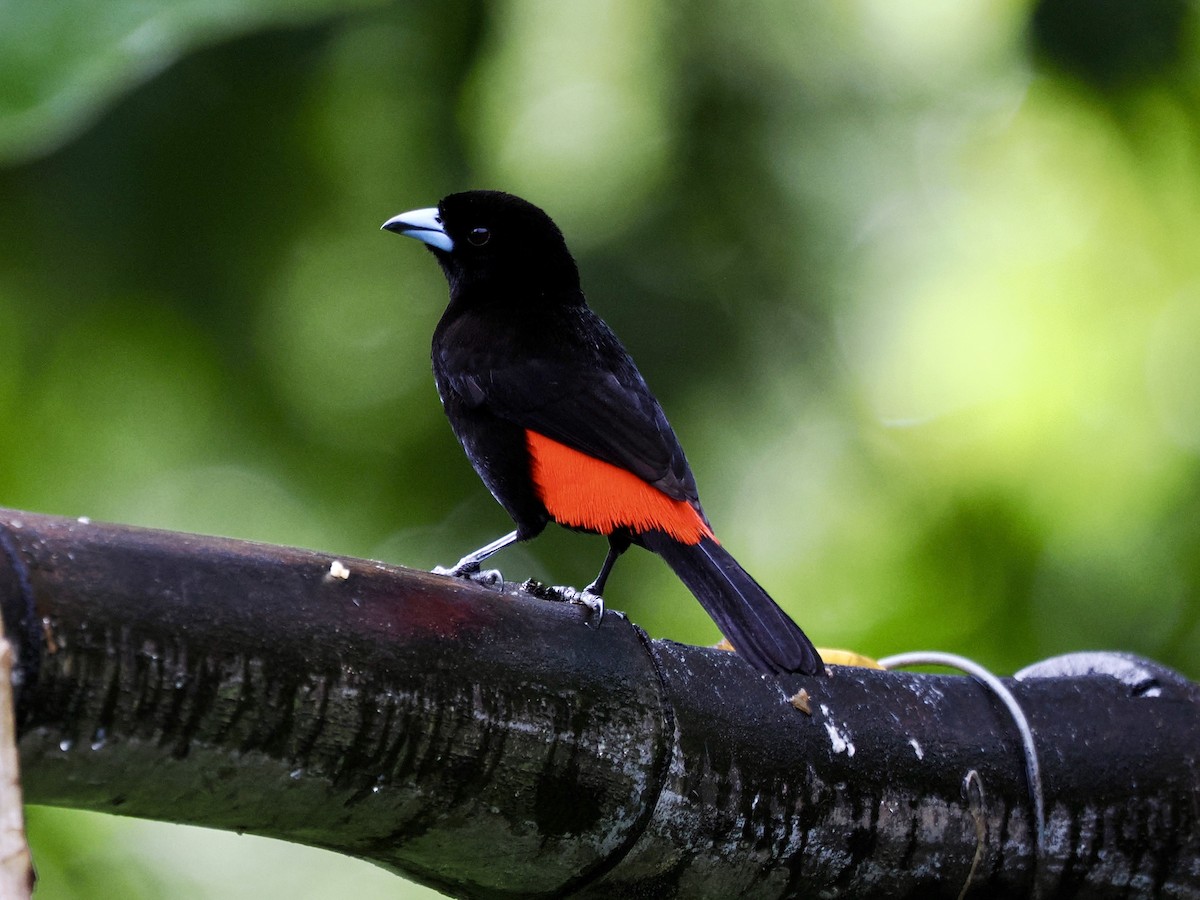 Scarlet-rumped Tanager - ML646993594