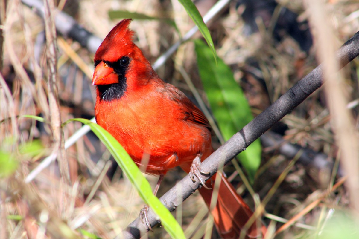 Northern Cardinal - ML646993595