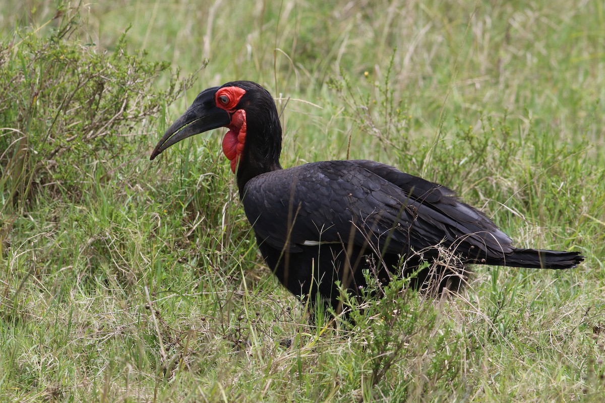 Кафрский рогатый ворон - ML646993596