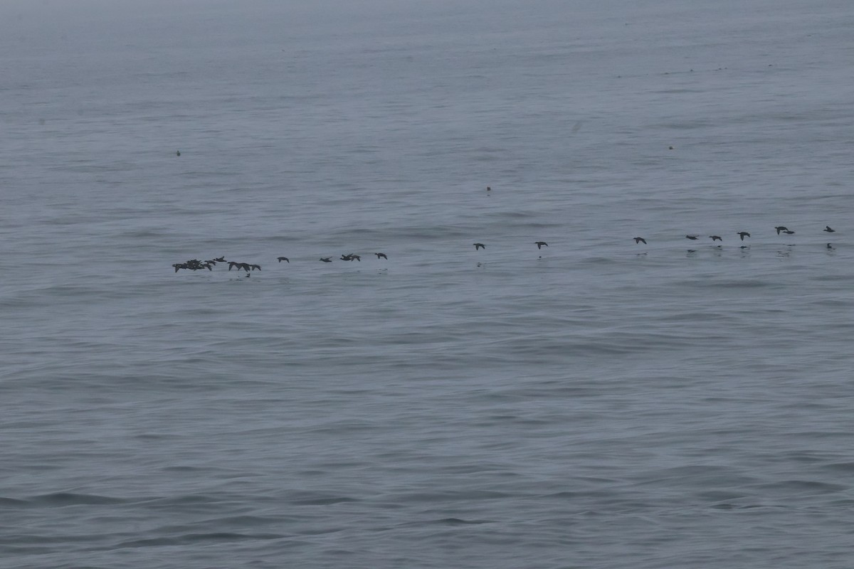 Yamalı Ördek - ML646993602