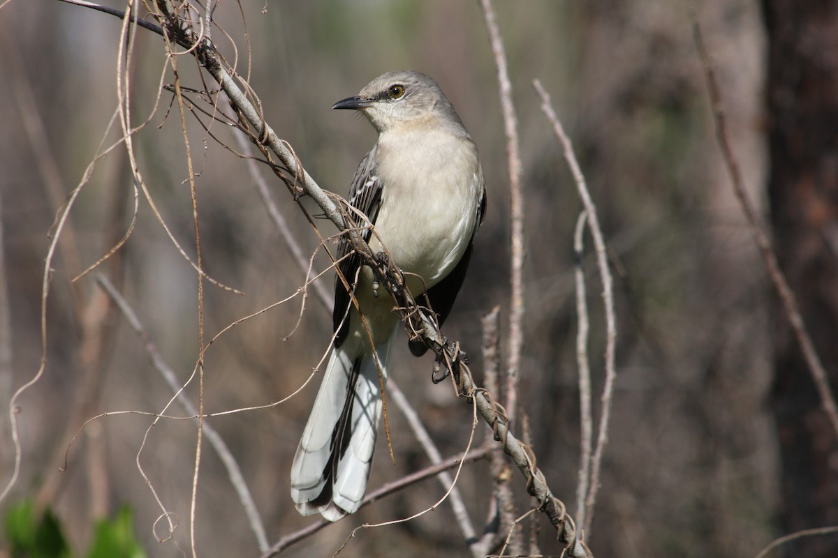 Northern Mockingbird - ML646993604