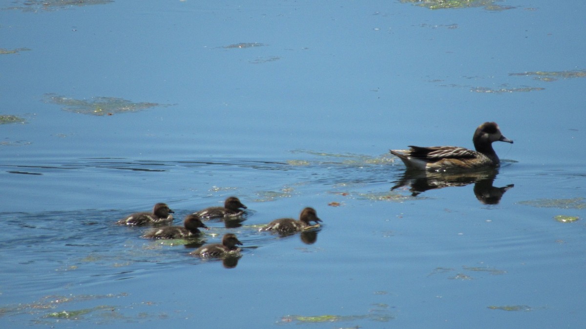 sørblesand - ML646993605