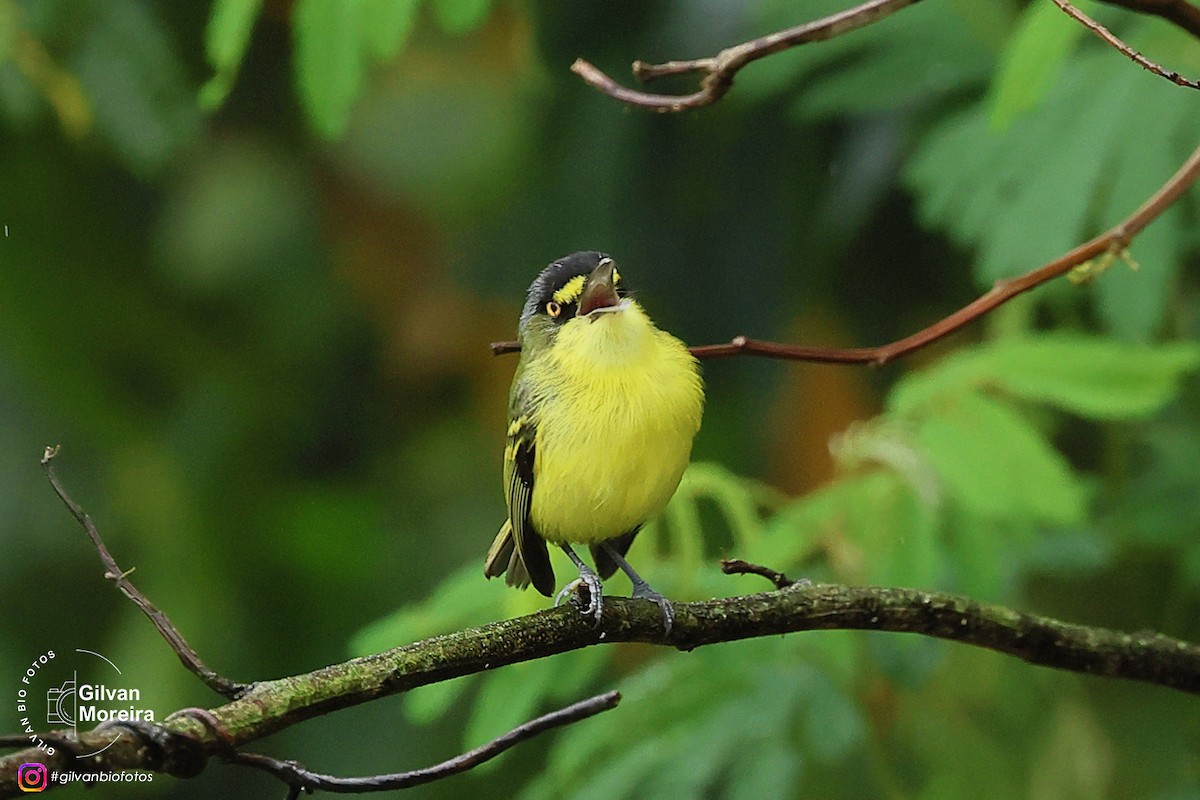 Gray-headed Tody-Flycatcher - ML646993623