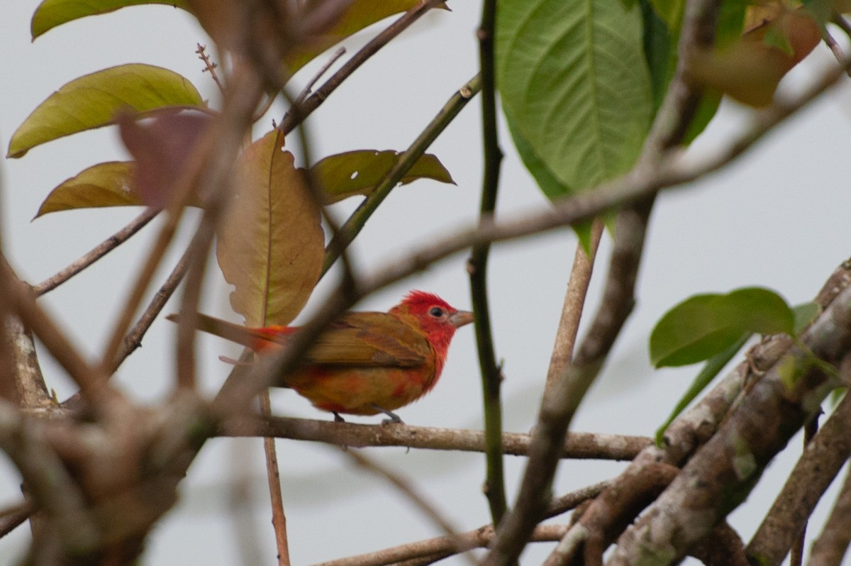 Summer Tanager - ML646993628
