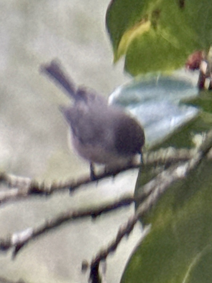 Bushtit - ML646993630