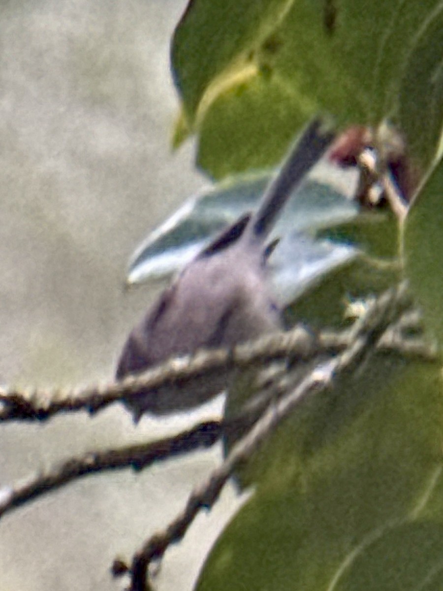 Bushtit - ML646993631