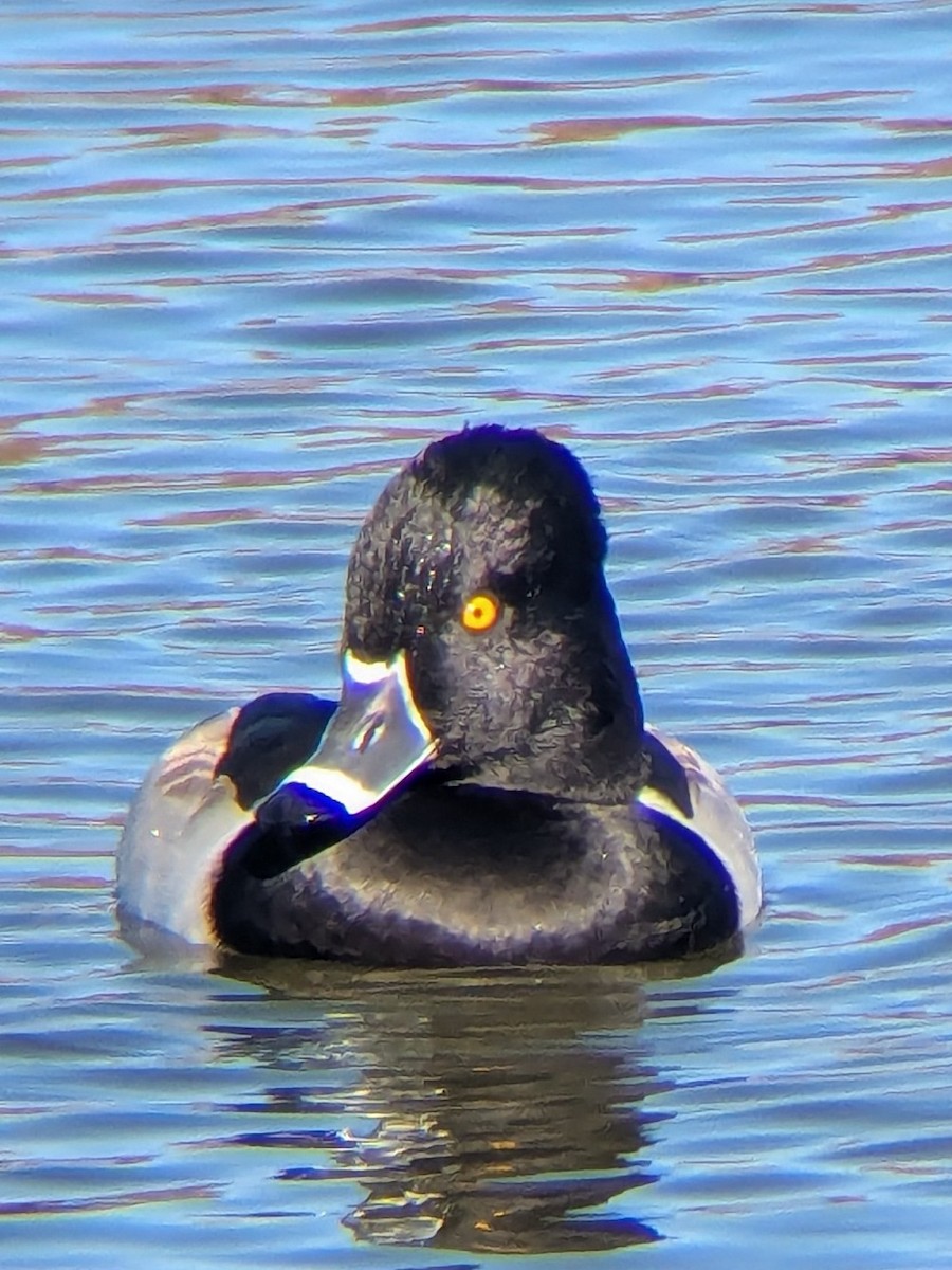 Ring-necked Duck - ML646993632