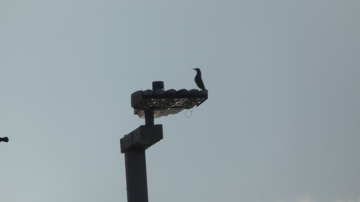 European Starling - ML646993633