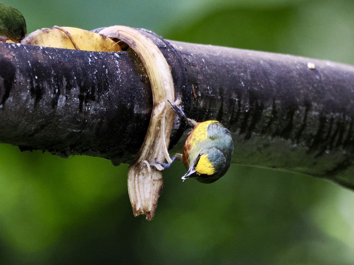 Olive-backed Euphonia - ML646993634