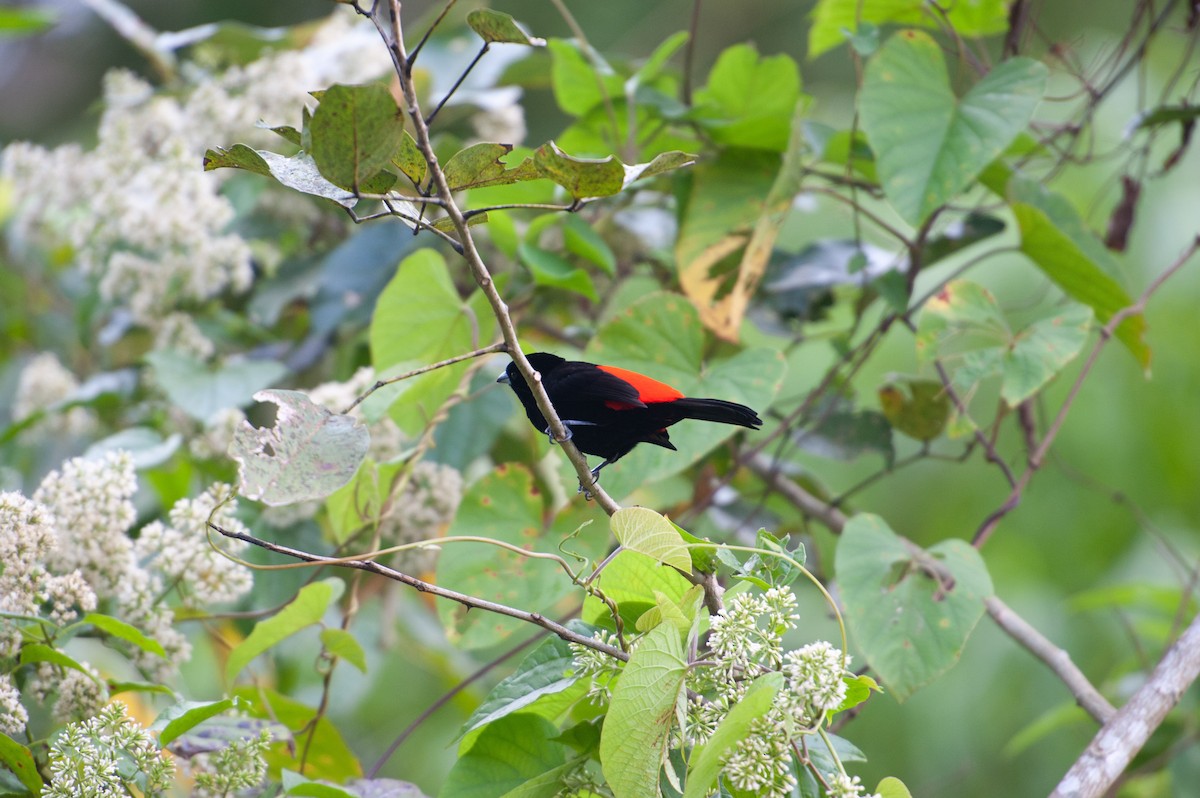 Scarlet-rumped Tanager - ML646993636
