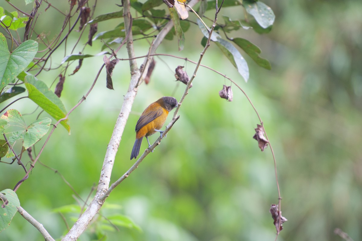 Scarlet-rumped Tanager - ML646993637