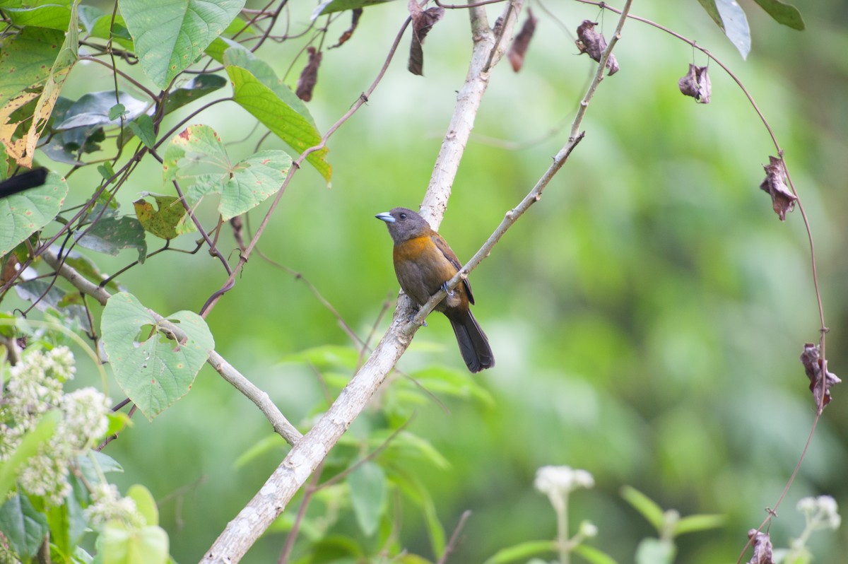 Scarlet-rumped Tanager - ML646993638