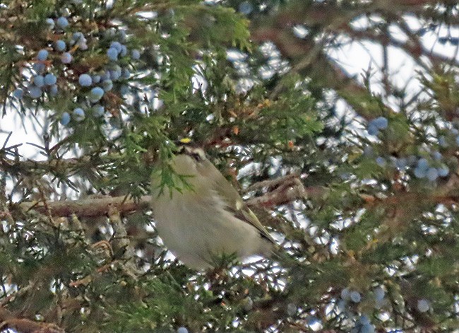 Golden-crowned Kinglet - ML646993639