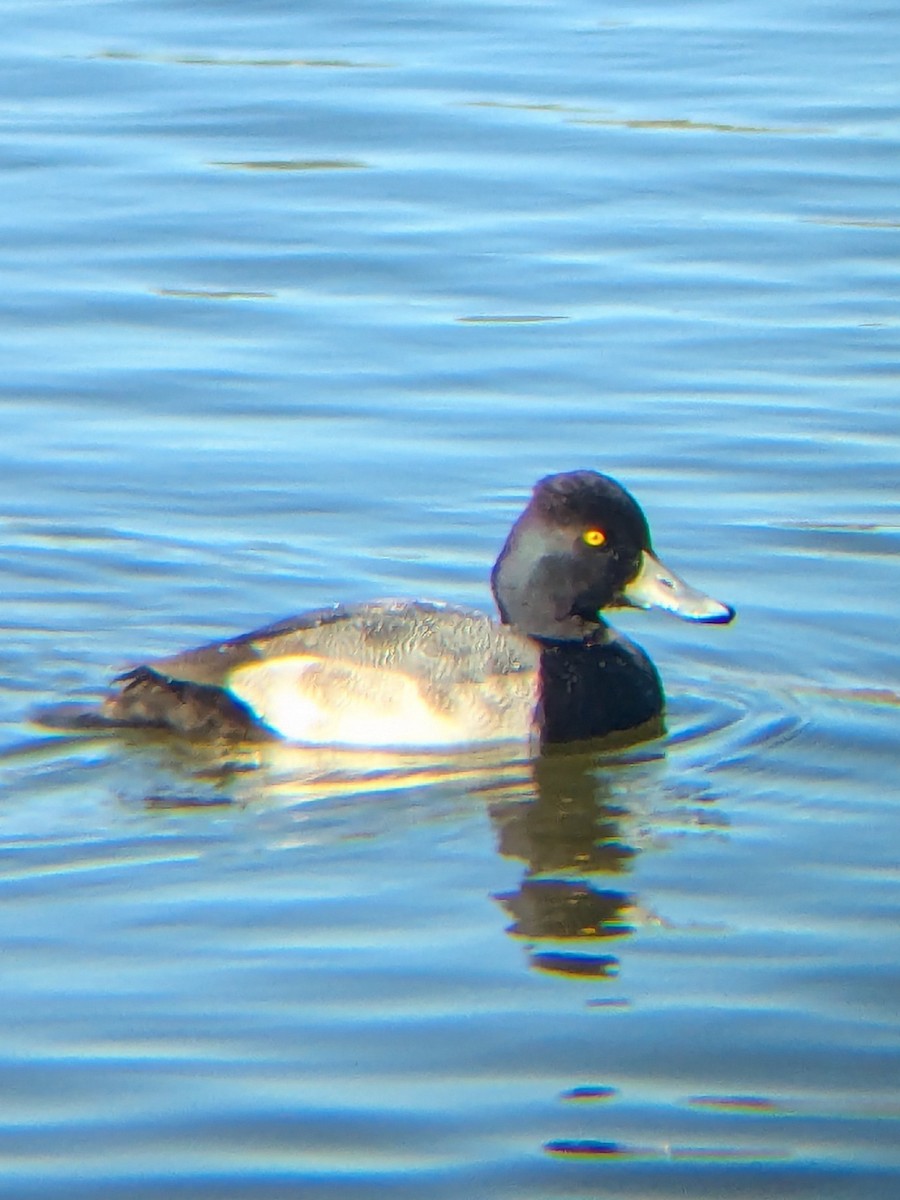 Lesser Scaup - ML646993642