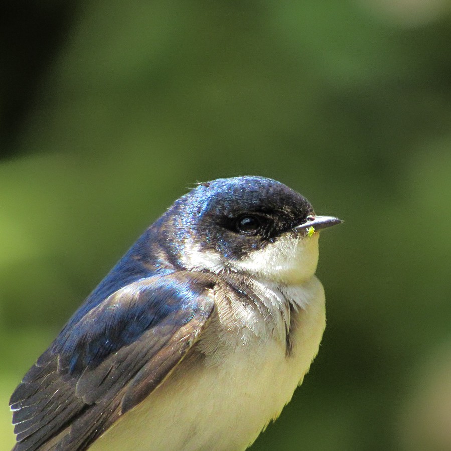 Chilean Swallow - ML646993646