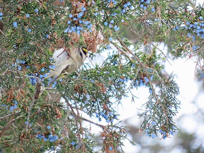 Golden-crowned Kinglet - ML646993647