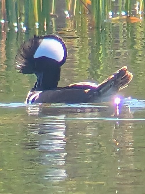 Hooded Merganser - ML646993653