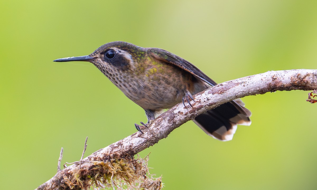Speckled Hummingbird - ML646993655