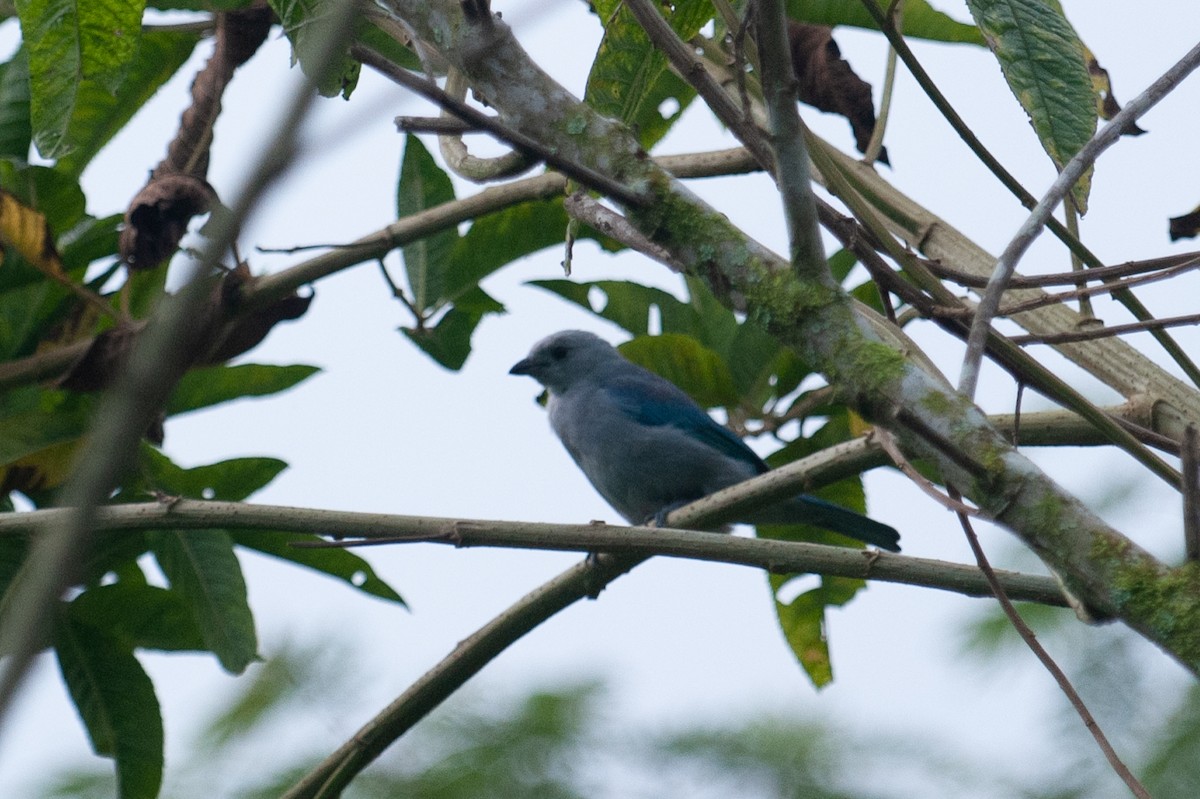 Blue-gray Tanager - ML646993656