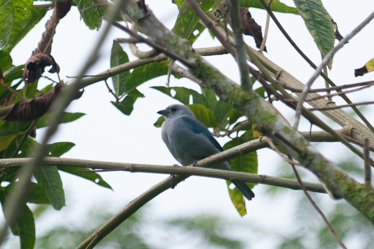 Blue-gray Tanager - ML646993657