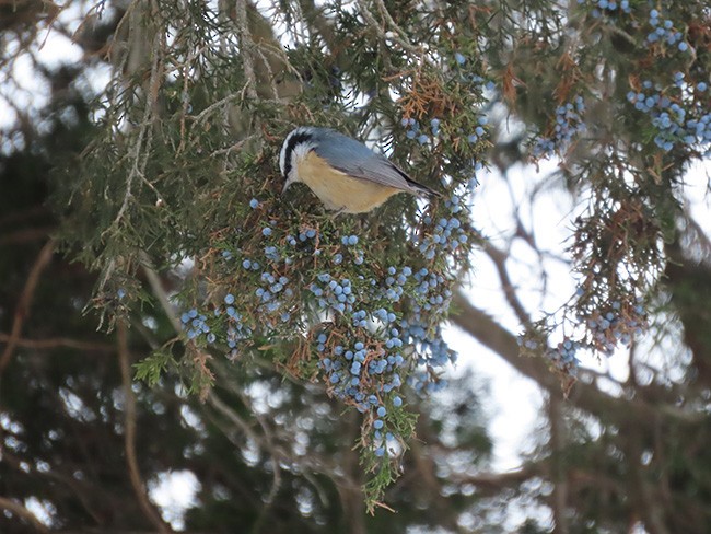 Red-breasted Nuthatch - ML646993658