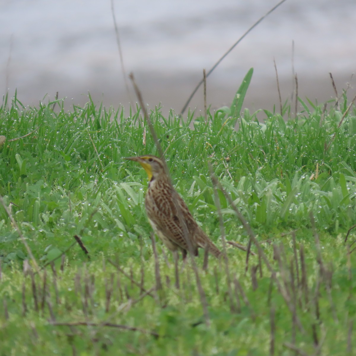 Western Meadowlark - ML646993659