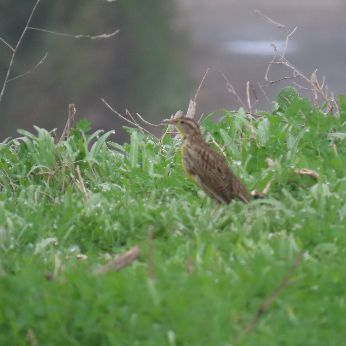 Western Meadowlark - ML646993660