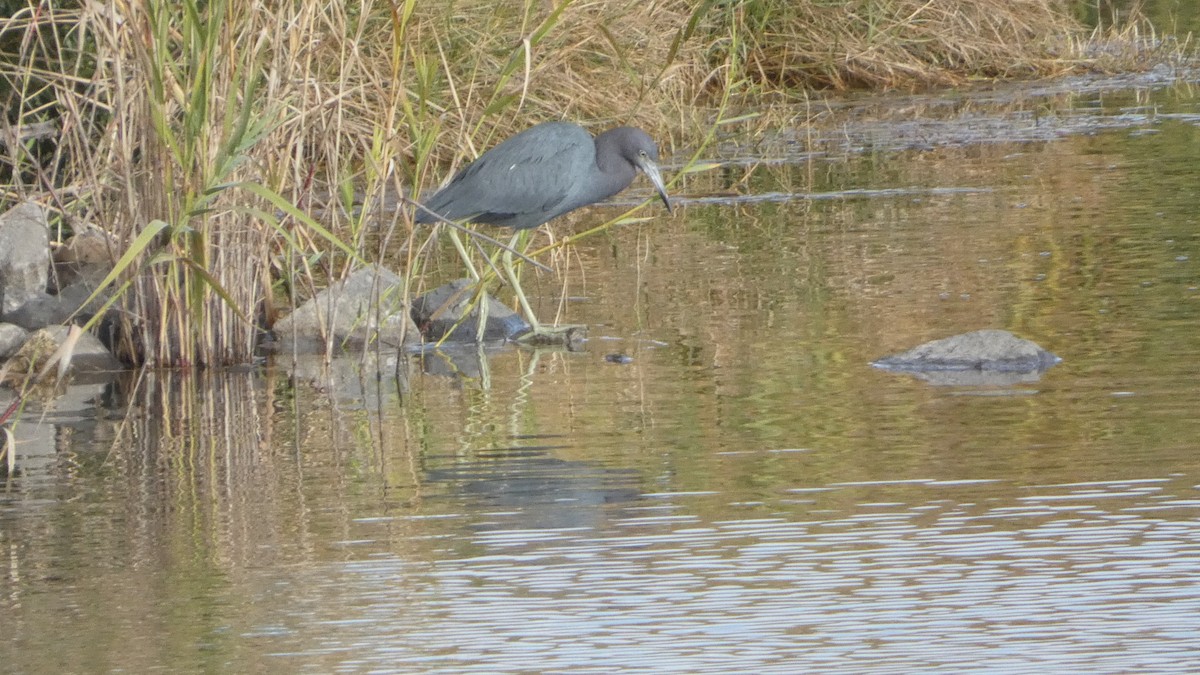 Little Blue Heron - ML646993662