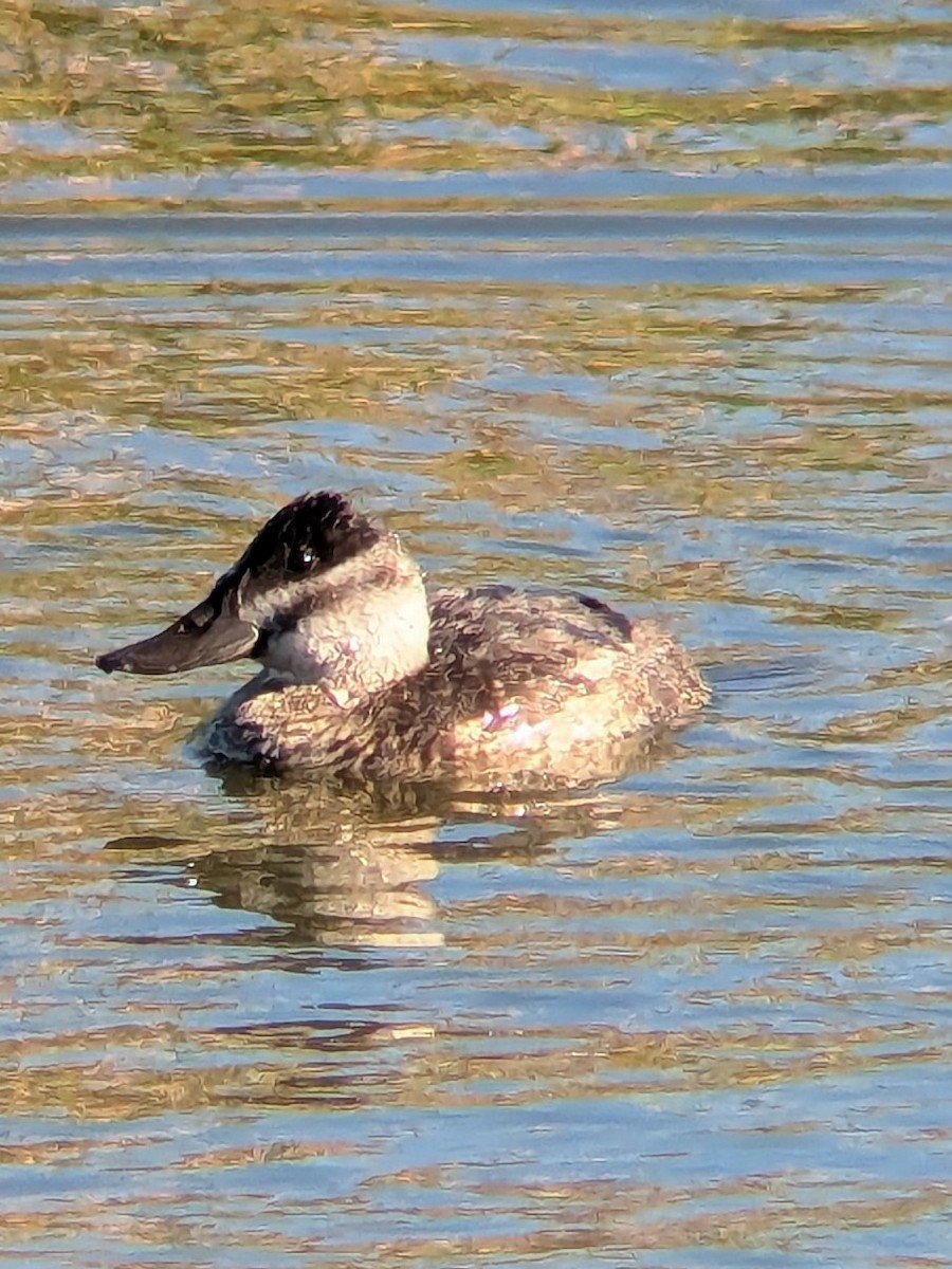 Ruddy Duck - ML646993664