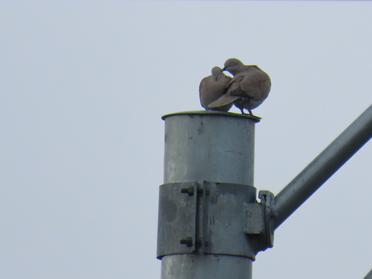 Eurasian Collared-Dove - ML646993665