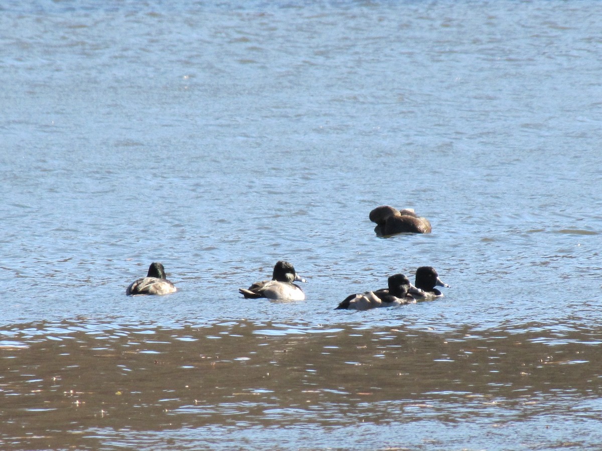 Ring-necked Duck - ML646993671