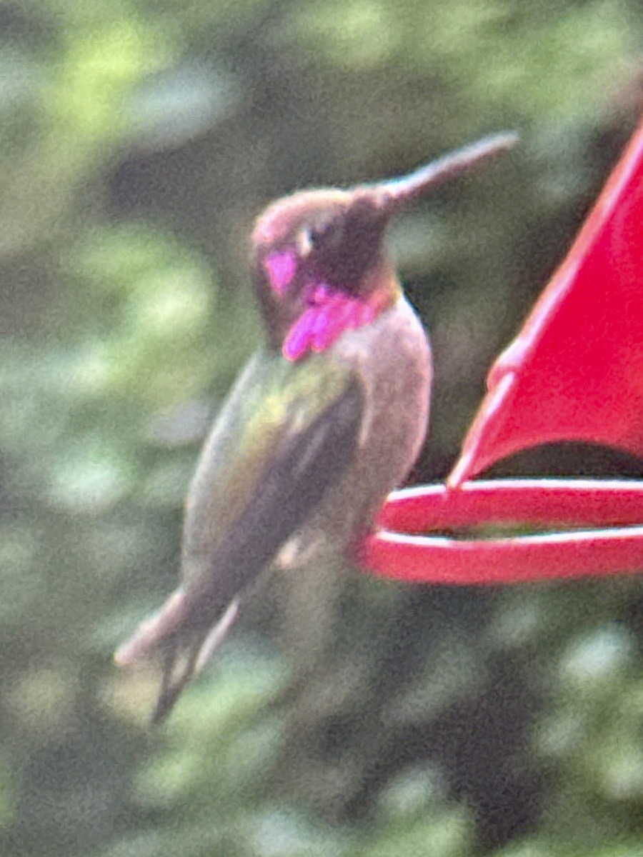 Anna's Hummingbird - ML646993673