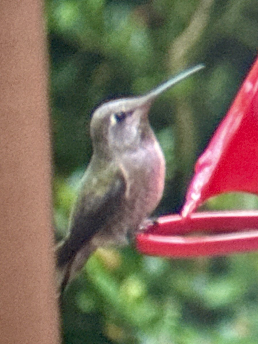 Anna's Hummingbird - ML646993674