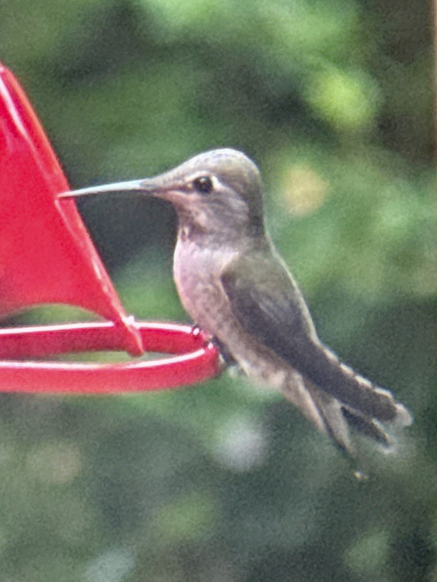 Anna's Hummingbird - ML646993675