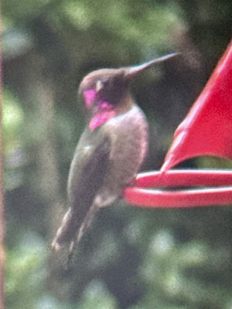 Anna's Hummingbird - ML646993676