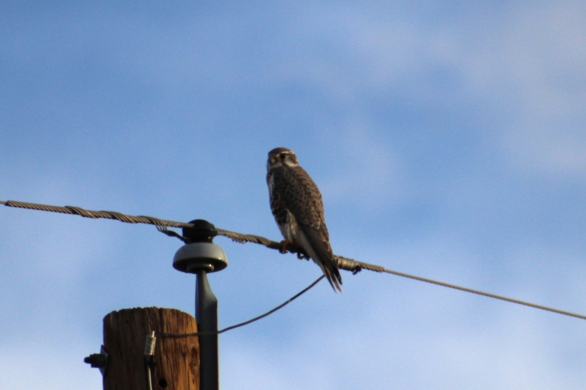 Prairie Falcon - ML646993677