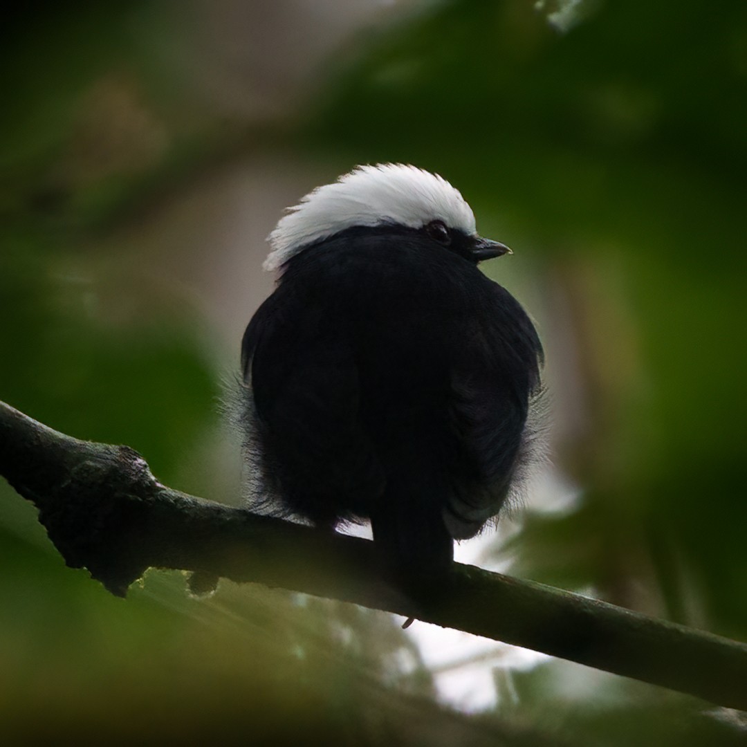 Белошапочная пипра - ML646993679