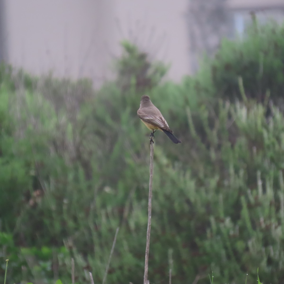 Say's Phoebe - ML646993694