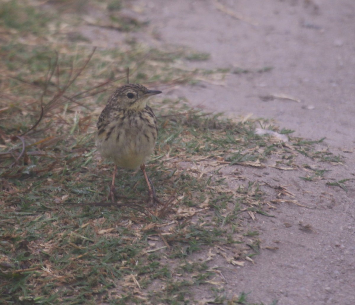 Yellowish Pipit - ML646993695