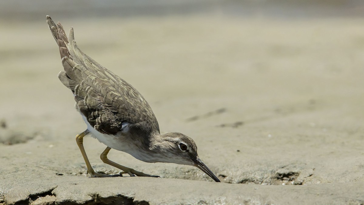 アメリカイソシギ - ML646993697