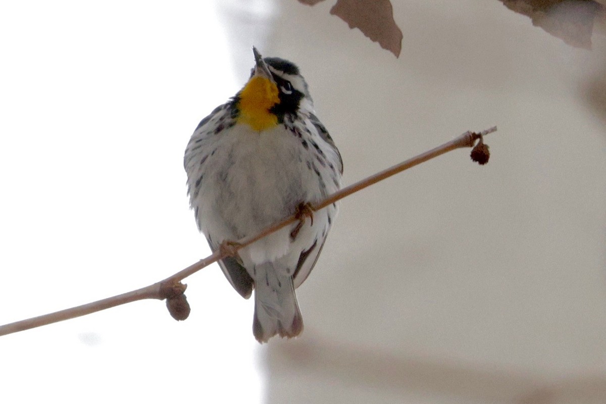 Yellow-throated Warbler - ML646993701