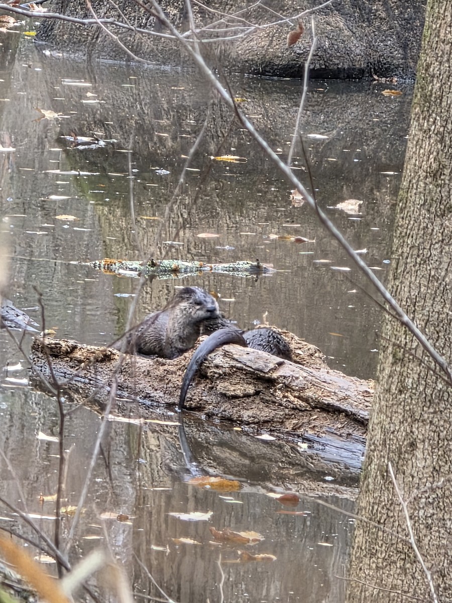 Animals - ML646993702