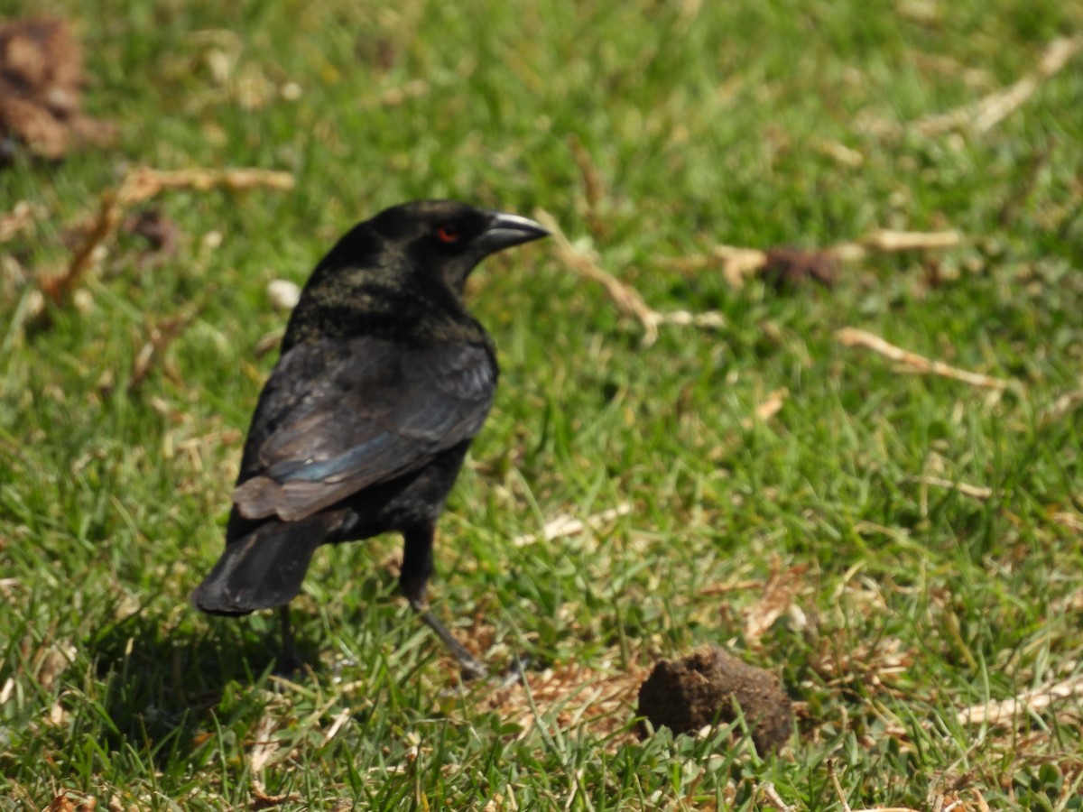 Bronzed Cowbird - ML646993704