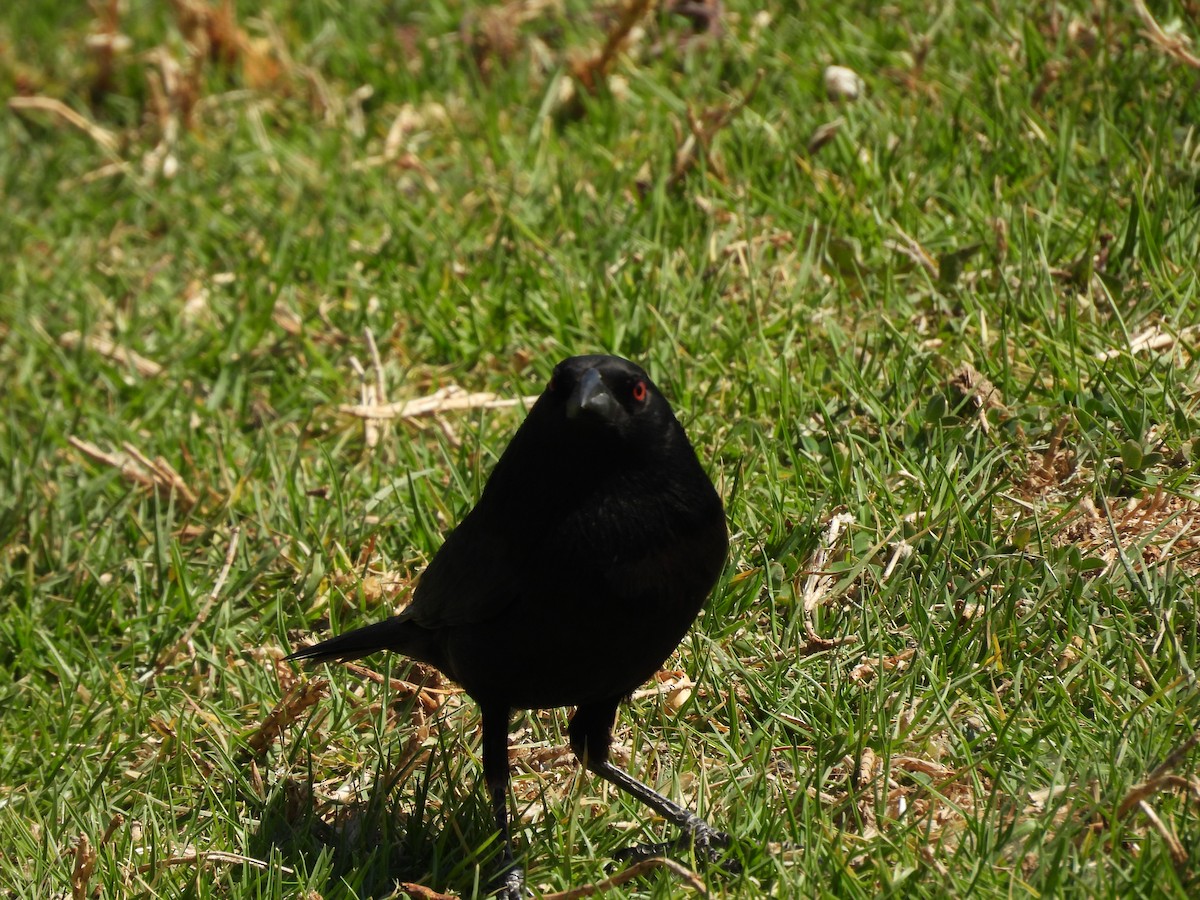 Bronzed Cowbird - ML646993705